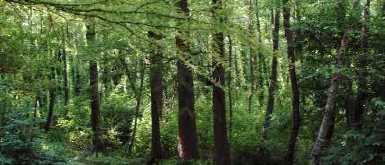 Protection Forest, Park